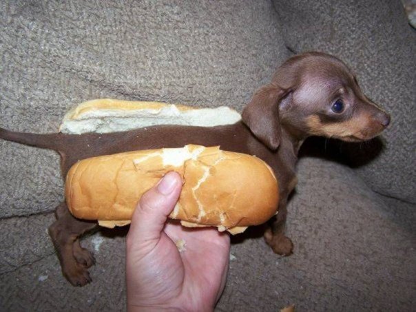 Hot Dog jako živý