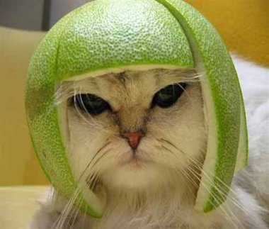 Helma pro kočku